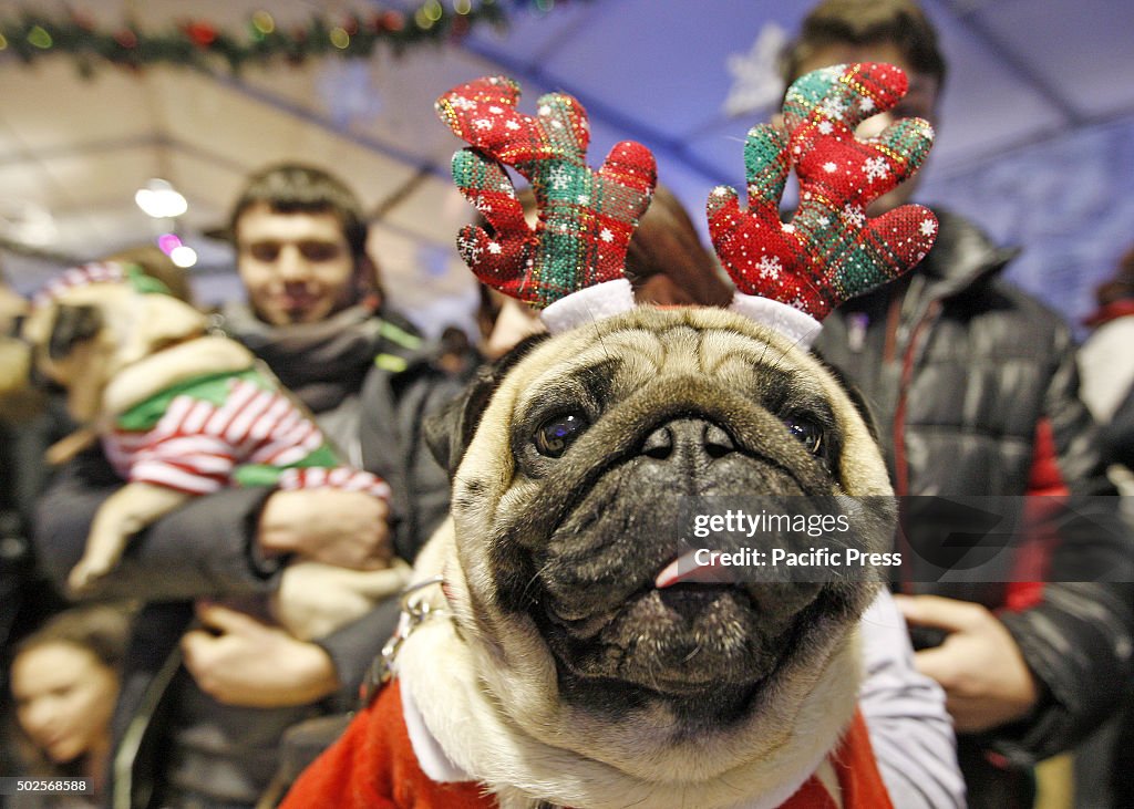 Pugs dressed in a different costumes at the 'Christmas Pug...