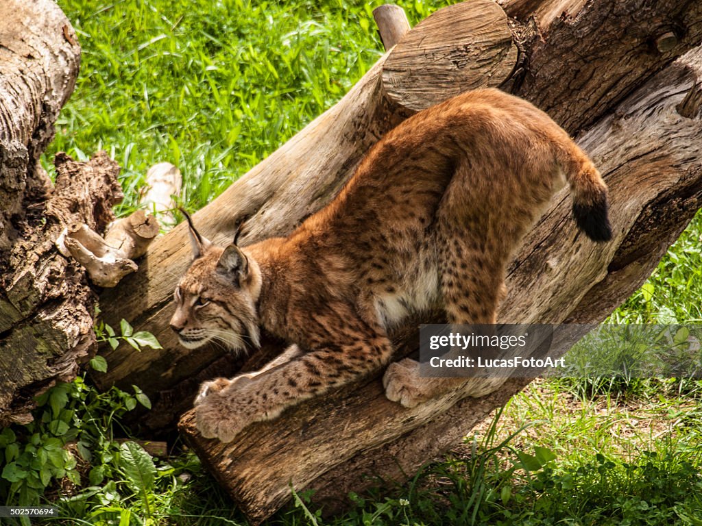 Iberian lynx