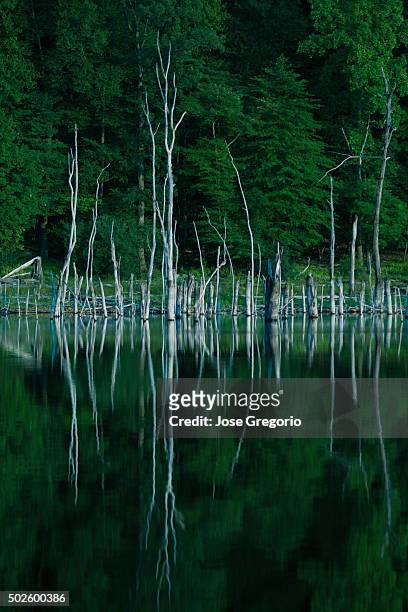 dead trees reflected in water - tefl stock pictures, royalty-free photos & images