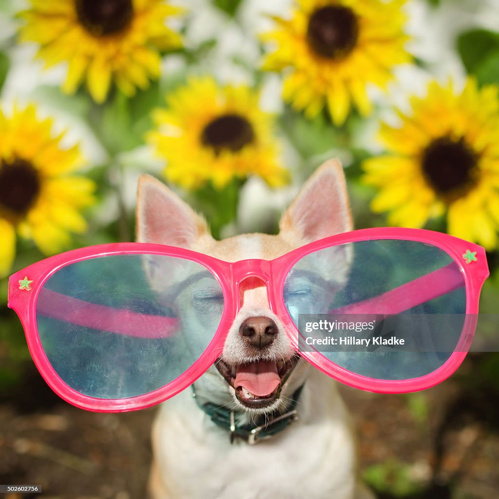 Happy Dog Wearing Sunglasses High Res Stock Photo Getty Images happy-dog-wearing-sunglasses-high-res-stock-photo-getty-images