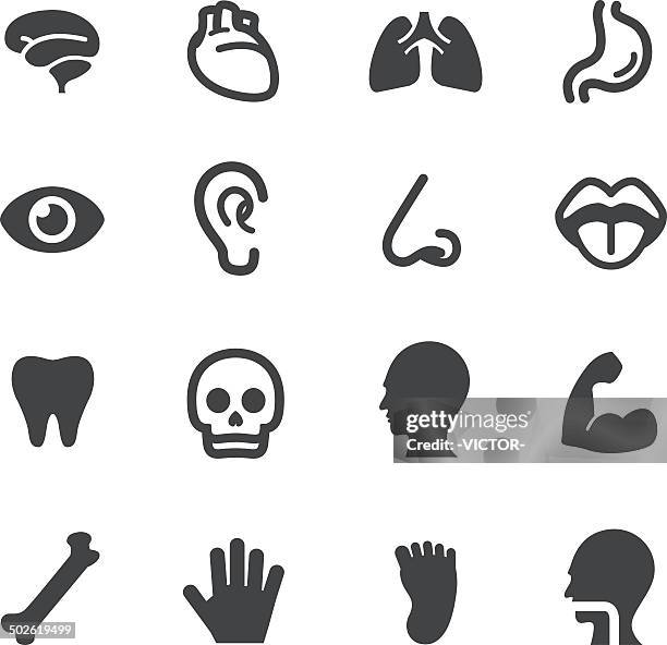 stockillustraties, clipart, cartoons en iconen met human anatomy icons - acme series - long nose
