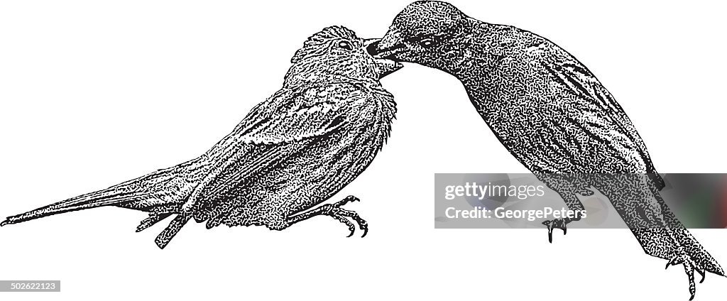 Mother Bird Feeding Chick