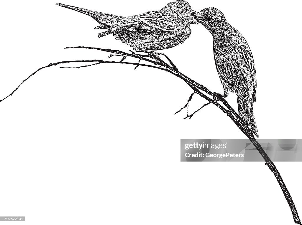 Mother Bird Feeding Chick