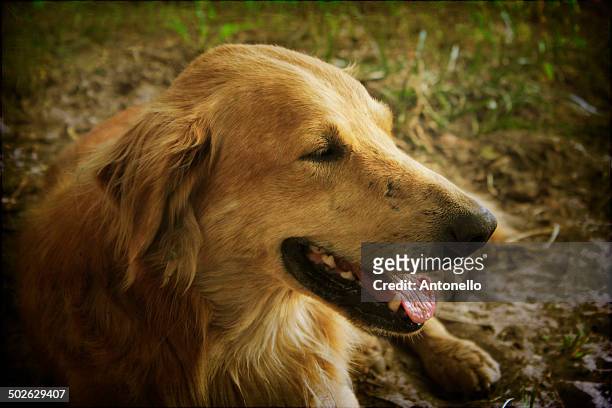 old dog - santa maria - rio grande do sul stock pictures, royalty-free photos & images