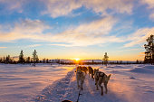Dog sledding with huskies in beautiful sunset