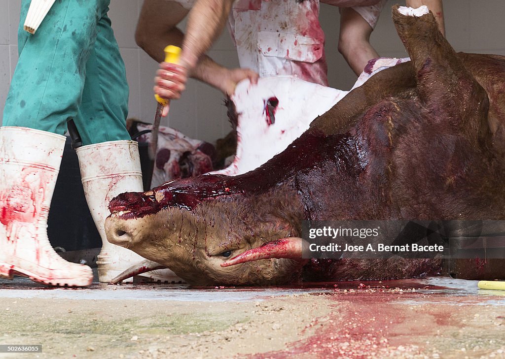 Hands with a butcher knife, skinning a bull