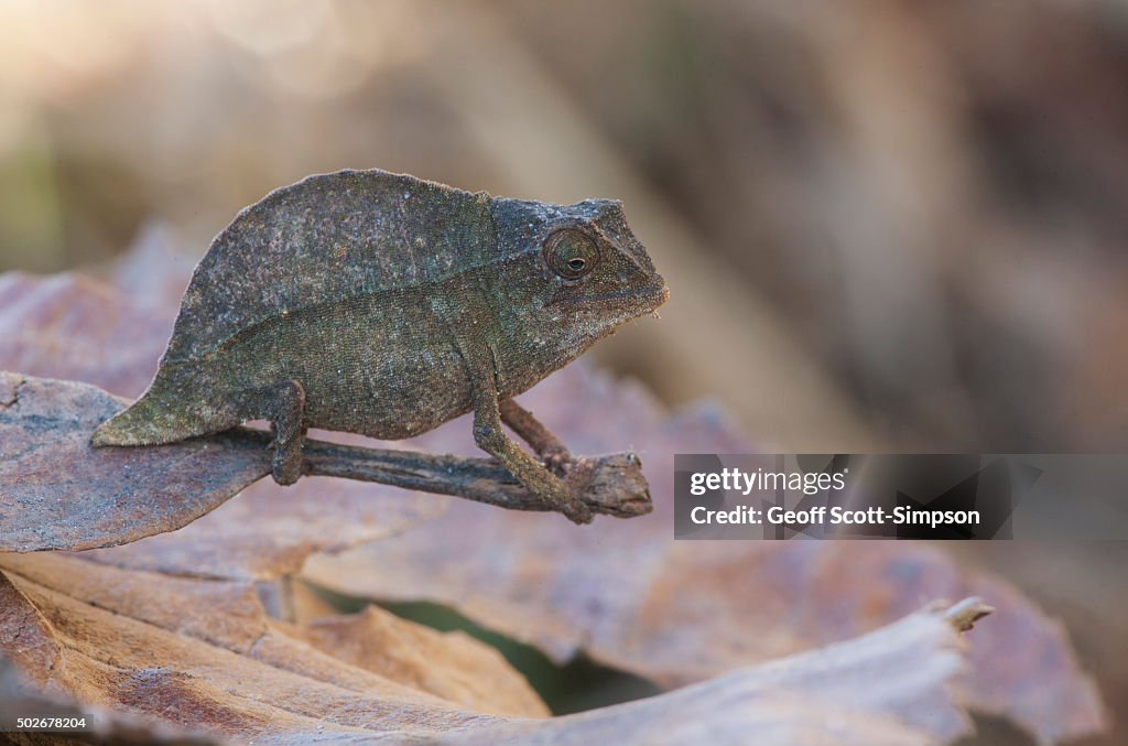 Green or Uluguru Pygmy Chameleon, Rhampholeon viridis