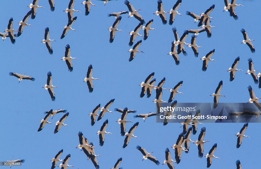 Flock of White Stork, Ciconia ciconia in flight on migration, Tarifa, Spain