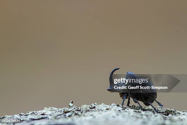 european rhino beetle, oryctes nasicornis - gaucín fotografías e imágenes de stock