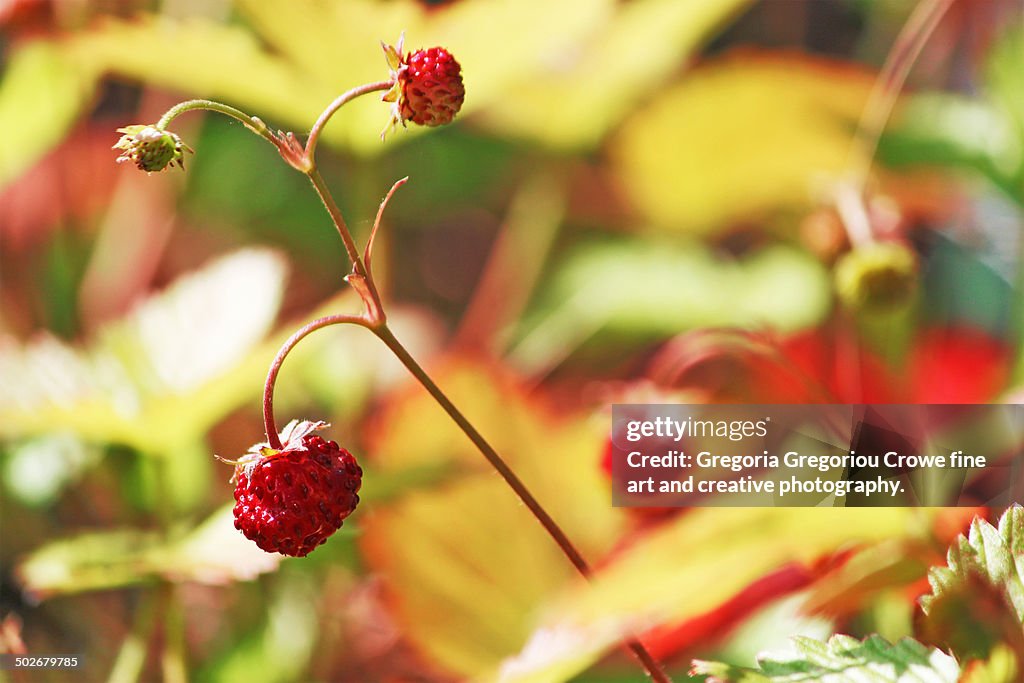 Alpine strawberries