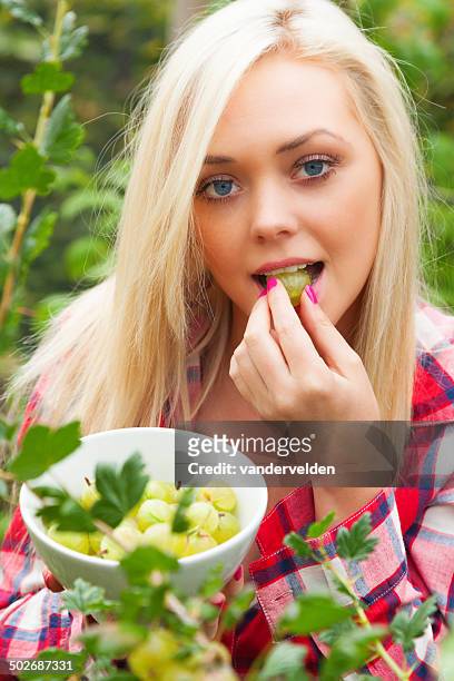 ragazza raccogliendo estate frutta-gooseberries - uva spina foto e immagini stock