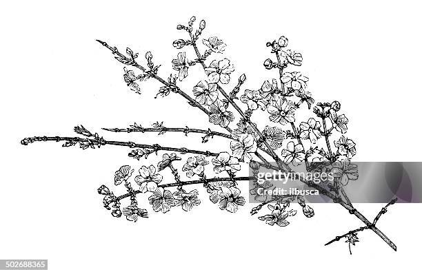 113点のジャスミンイラスト素材 Getty Images 113点のジャスミンイラスト素材 Getty Images