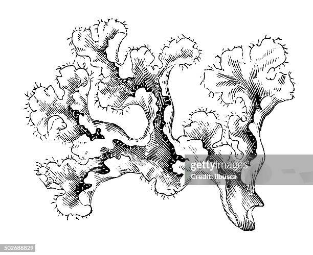 antique illustration of iceland moss (cetraria islandica) - moss stock illustrations