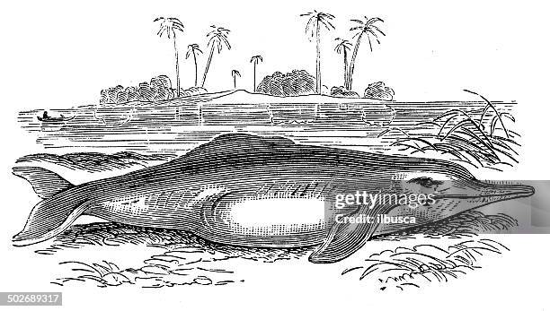 Antique Illustration Of Inia High-Res Vector Graphic