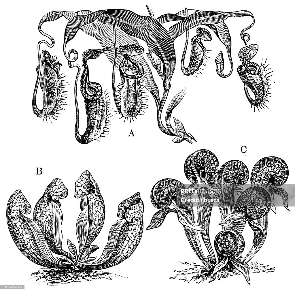 Antique illustration of pitcher plants