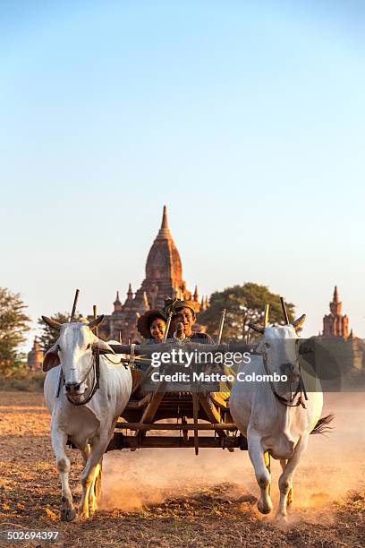 bullock cart and temples at sunset, bagan, myanmar - ox cart fotografías e imágenes de stock