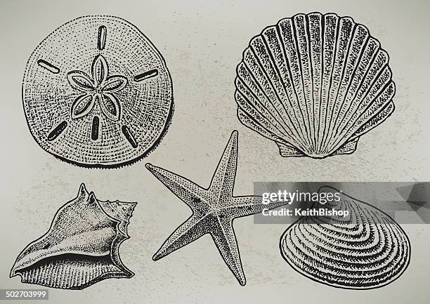 ilustraciones, imágenes clip art, dibujos animados e iconos de stock de caracoles - caracola concha de mar