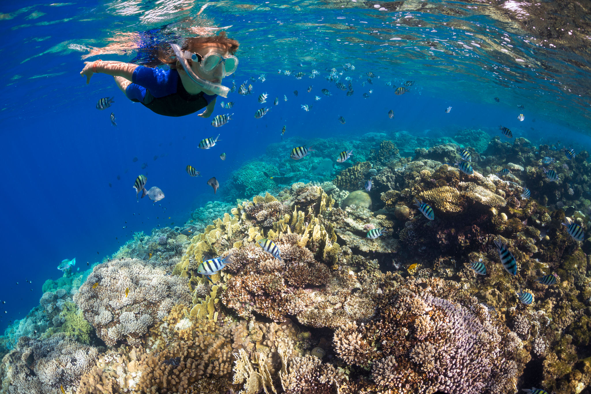 snorkeling red sea