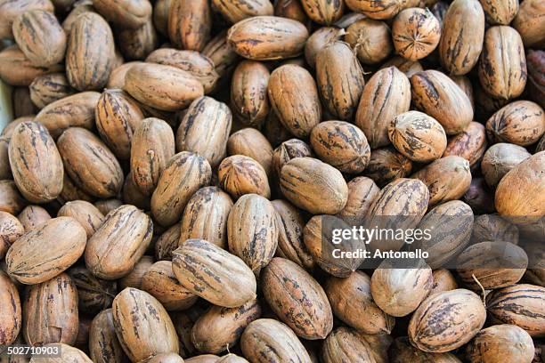 pecan nut - santa maria - rio grande do sul stock pictures, royalty-free photos & images