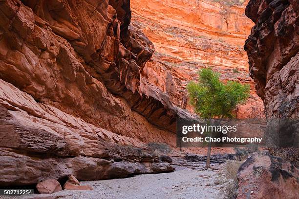 tree in havasu canyon - supai - fotografias e filmes do acervo