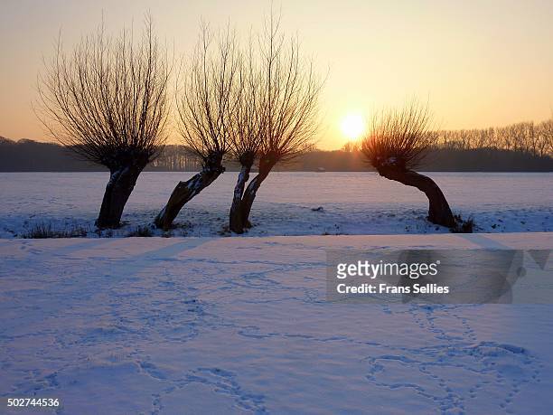 typical dutch winter landscape with pruned willows - landschap natuur stock pictures, royalty-free photos & images
