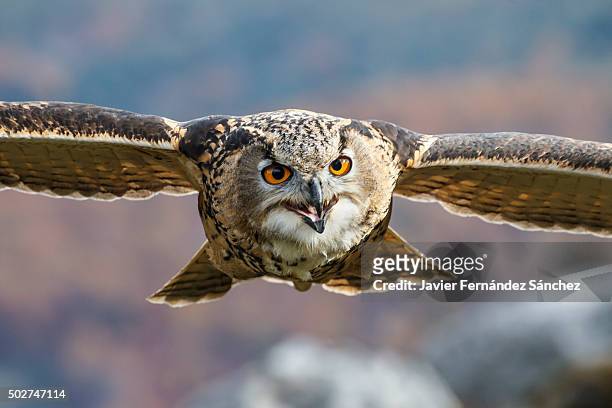 bubo bubo. portrait of an eurasian eagle owl flying in the mountains. - gufo reale europeo foto e immagini stock