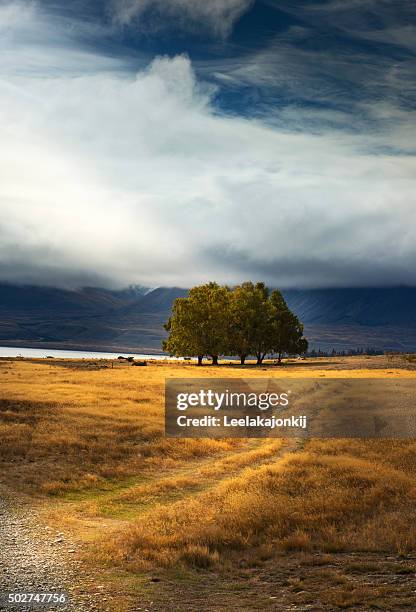 alone. - new zealand imagens e fotografias de stock