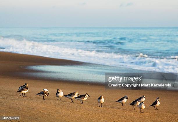 morning beach birds - kitty hawk beach stock pictures, royalty-free photos & images