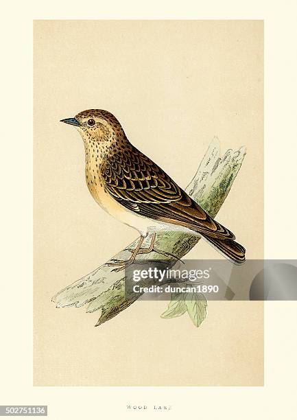 natural history - birds - woodlark - lithograph stock illustrations