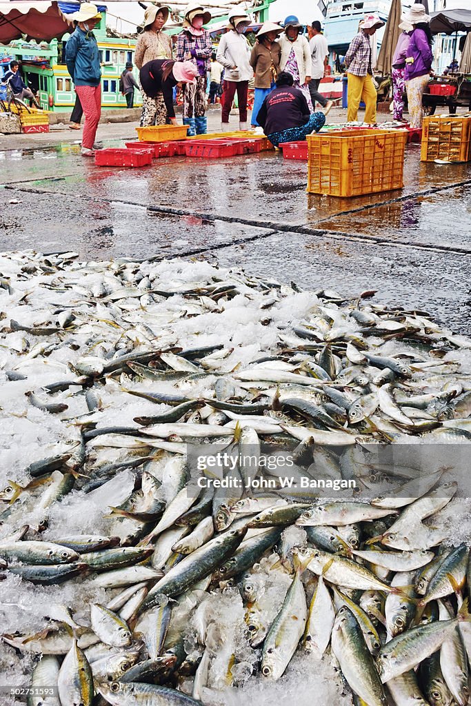 Fish catch at Phan Thiet harbourside