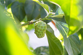 noni fruit among leaves in tree