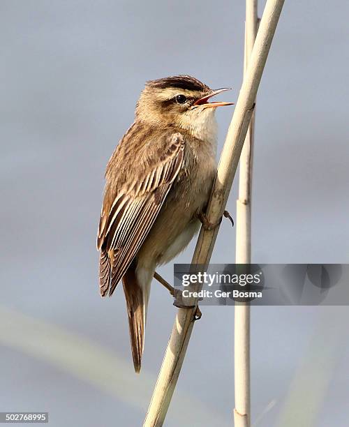 male sedge warbler (acrocephalus schoenobaenus) - sedge warbler stock pictures, royalty-free photos & images