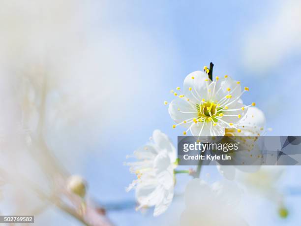 plum blossom - plommonträdsblommor bildbanksfoton och bilder
