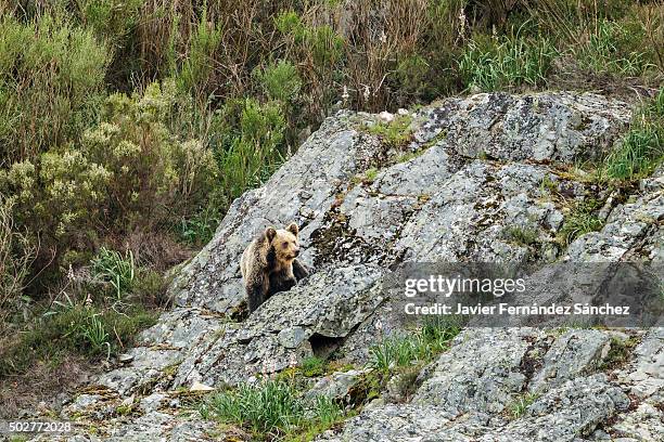 cantabrian brown bear. wildlife. cantabrian mountains. asturias. - braunbär stock-fotos und bilder