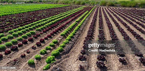 lettuces field - pomar imagens e fotografias de stock