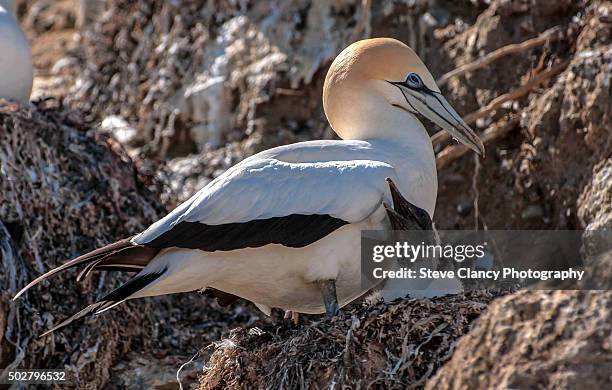 gannet and chick - cape kidnappers gannet colony stock pictures, royalty-free photos & images