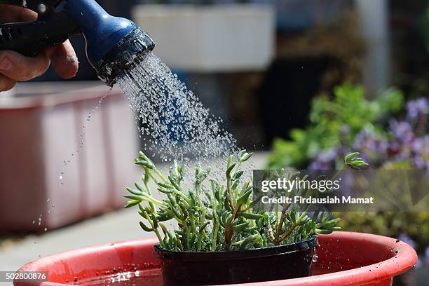 soaking potted lampranthus plants in water - watering succulent stock pictures, royalty-free photos & images