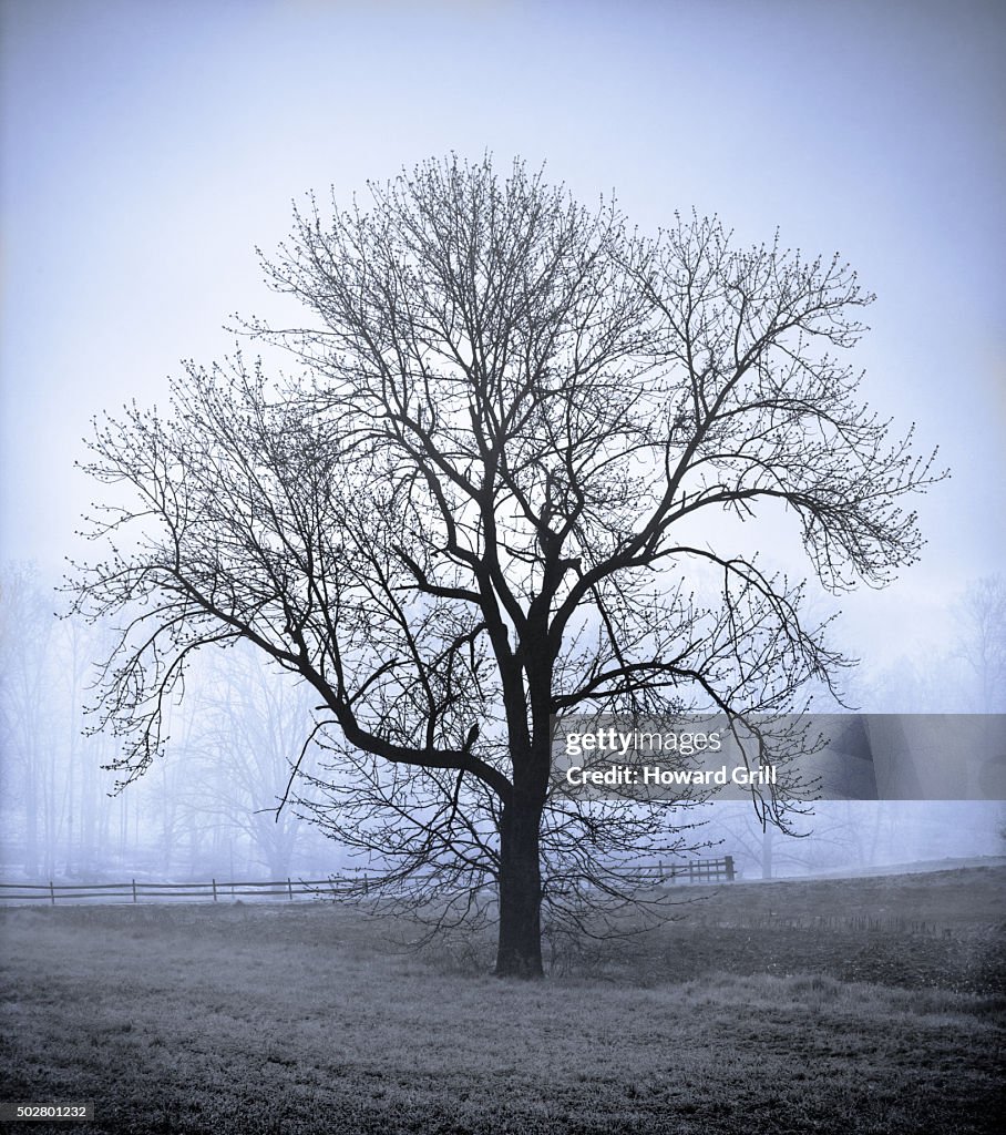 Bare Tree In Field On Farm In Fog; Blue Toned