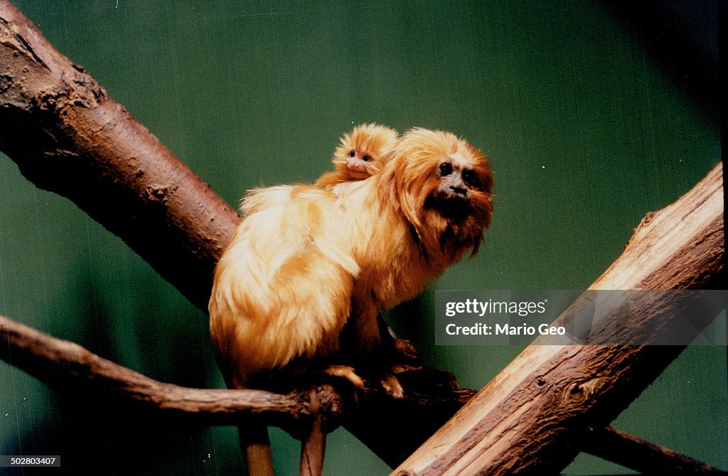 Golden Lion Tamarin