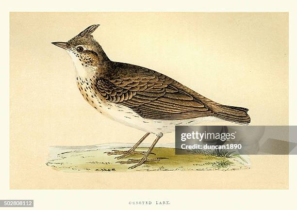 natural history - birds - crested lark - crested lark stock illustrations