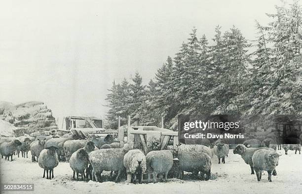 Sheep have woolly coats to keep them warm. A herd of sheep; snug and cosy in their fleecy coats of wool; continue to graze on a farm south of...