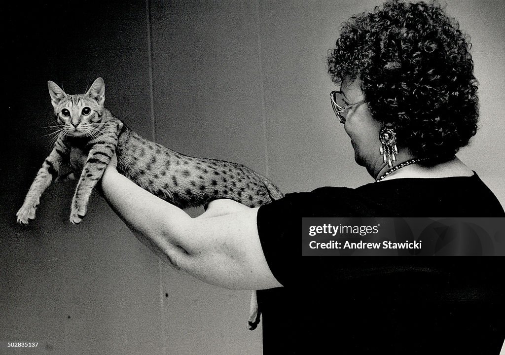 Judge Ricky Carroll examines a chocolate-spotted male ocicat at the Royal Canadian Cat Club show