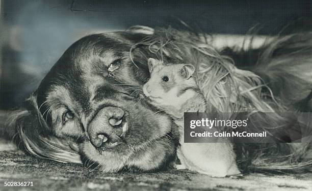 Check by jowl. Hammy the hamster and Red the setter are the greatest of friends. They belong to 4-year-old Katherine Johnstone; who lives in Markham....