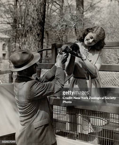 Duck-Billed platypus; called the most wonderful of all mammals is shown to a visitor at New York zoo. The platypus is a true mammal; yet lays eggs....