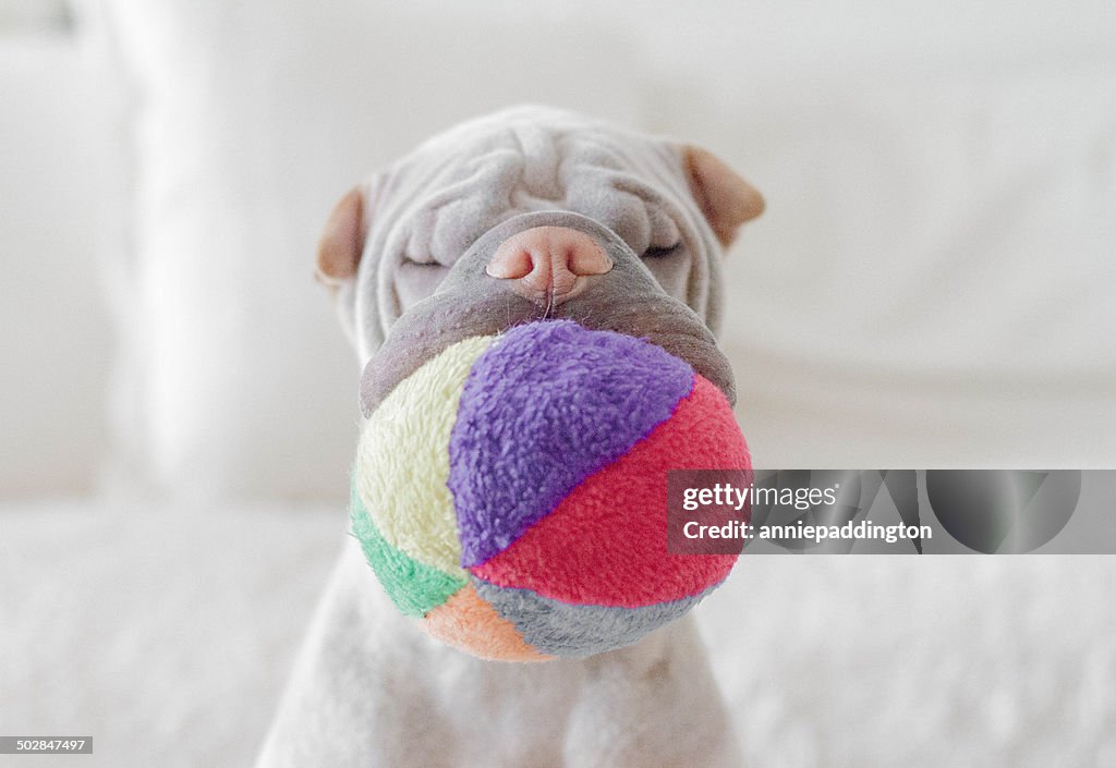 Shar pei dog with soft ball in its mouth
