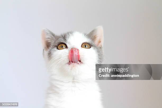 portrait of hungry cat - cat sticking tongue out stock pictures, royalty-free photos & images