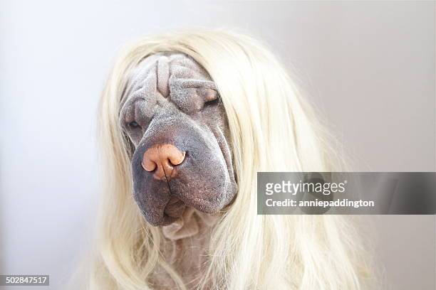 portrait of a shar pei dog wearing long blonde wig - dog with long hair stock pictures, royalty-free photos & images