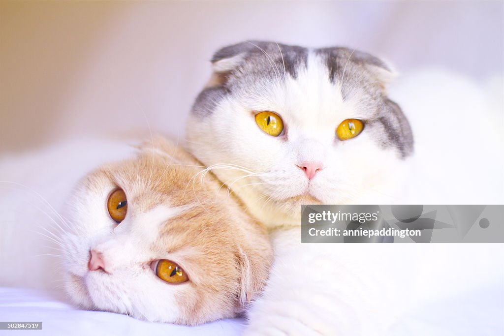 Portrait of two Scottish Fold cats lying on a bed together