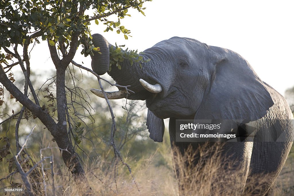 Elephant feeding, South Africa