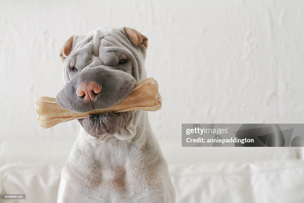 Shar-pei biting bone